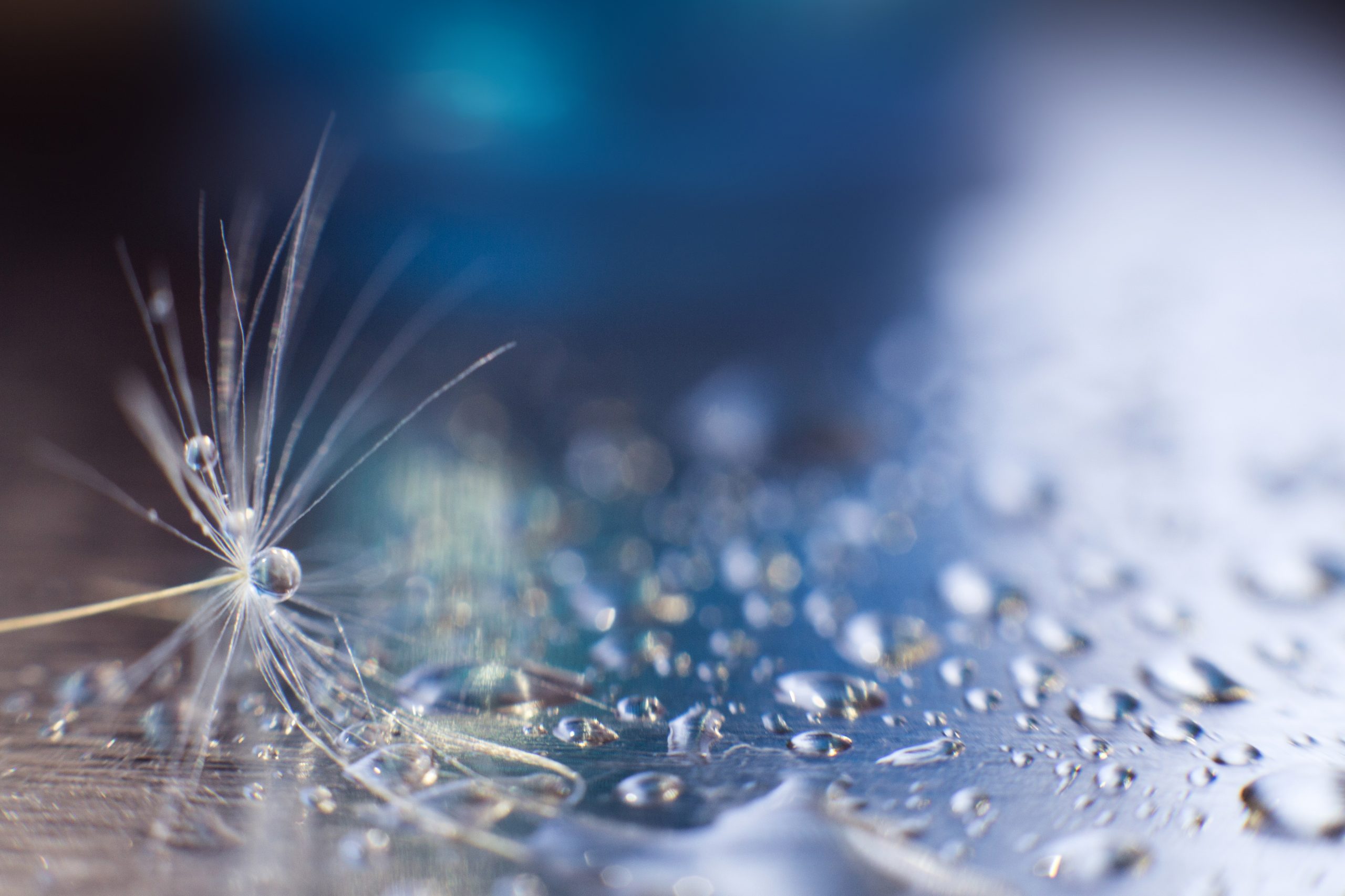 a drop of water on a dandelion.dandelion seed on a blue background with copy space close-up a drop of water on a dandelion.dandelion seed on a blue background with copy space close-up