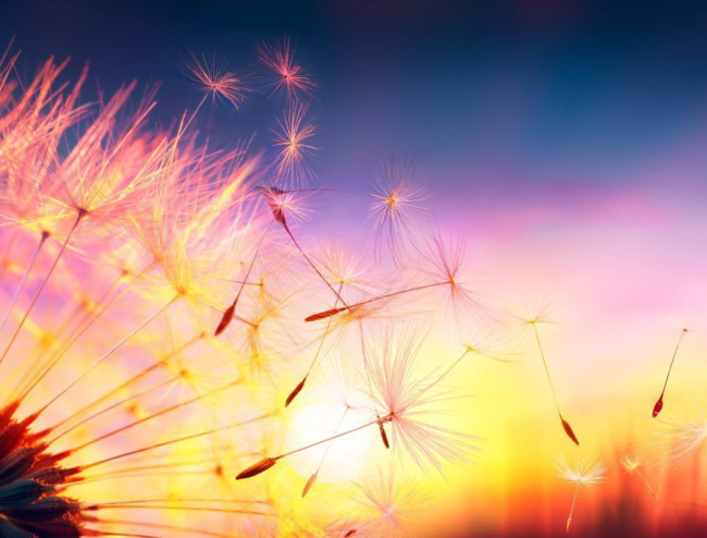 Defocused,Dandelion,With,Flying,Seeds,At,Sunset,-,Freedom,In
