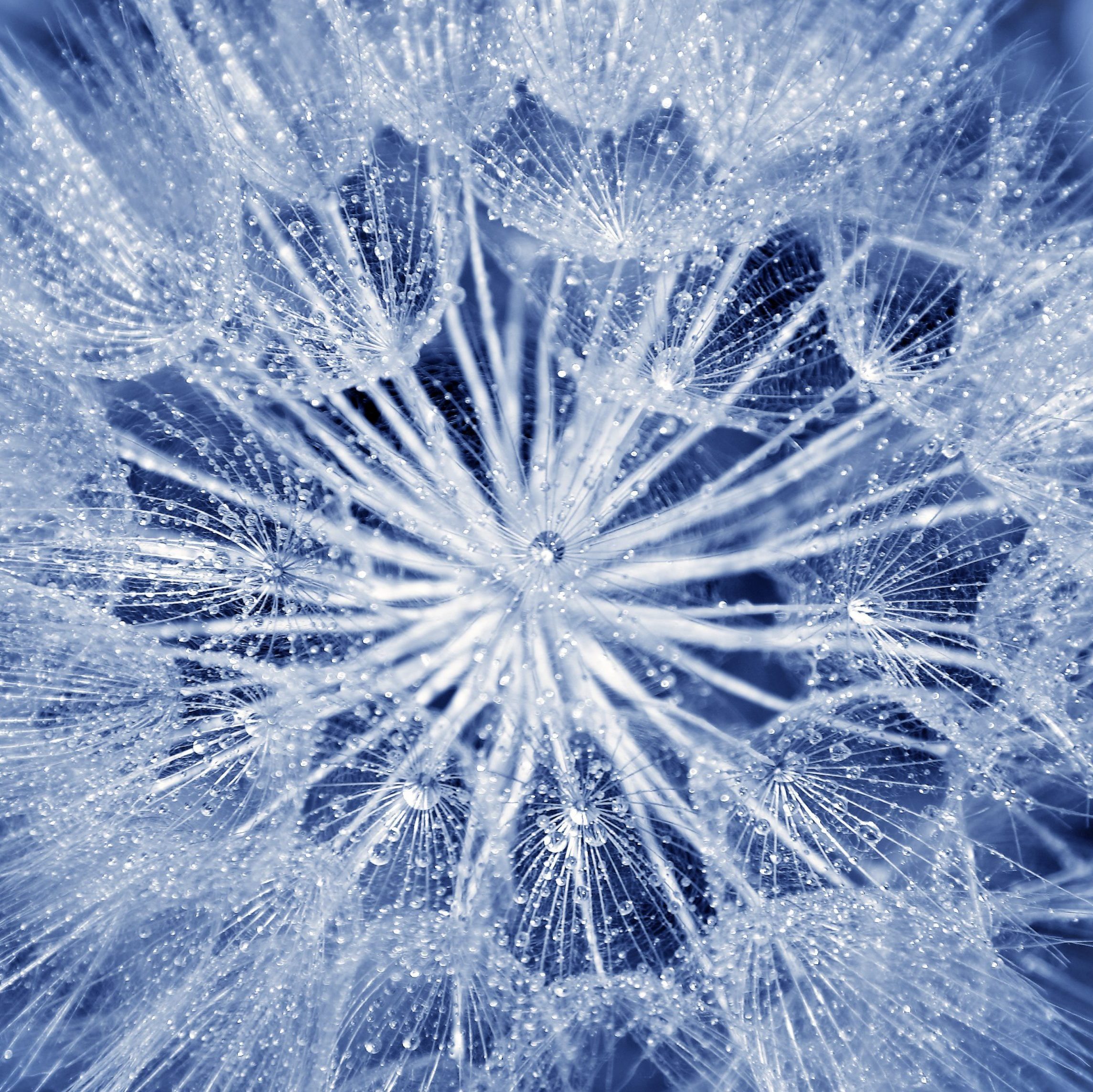 Soft dandelion flower Soft dandelion flower