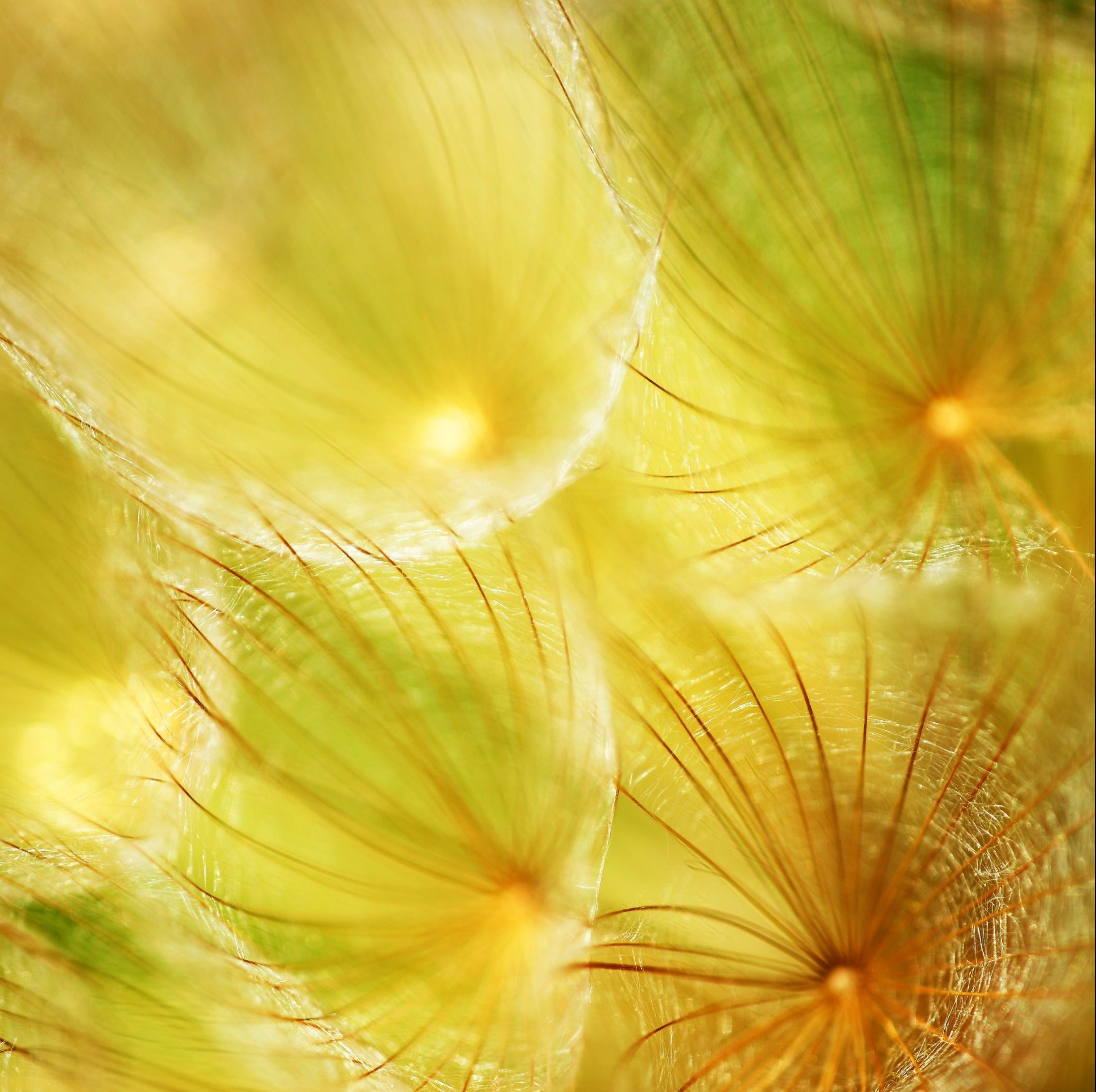 Soft dandelion flower