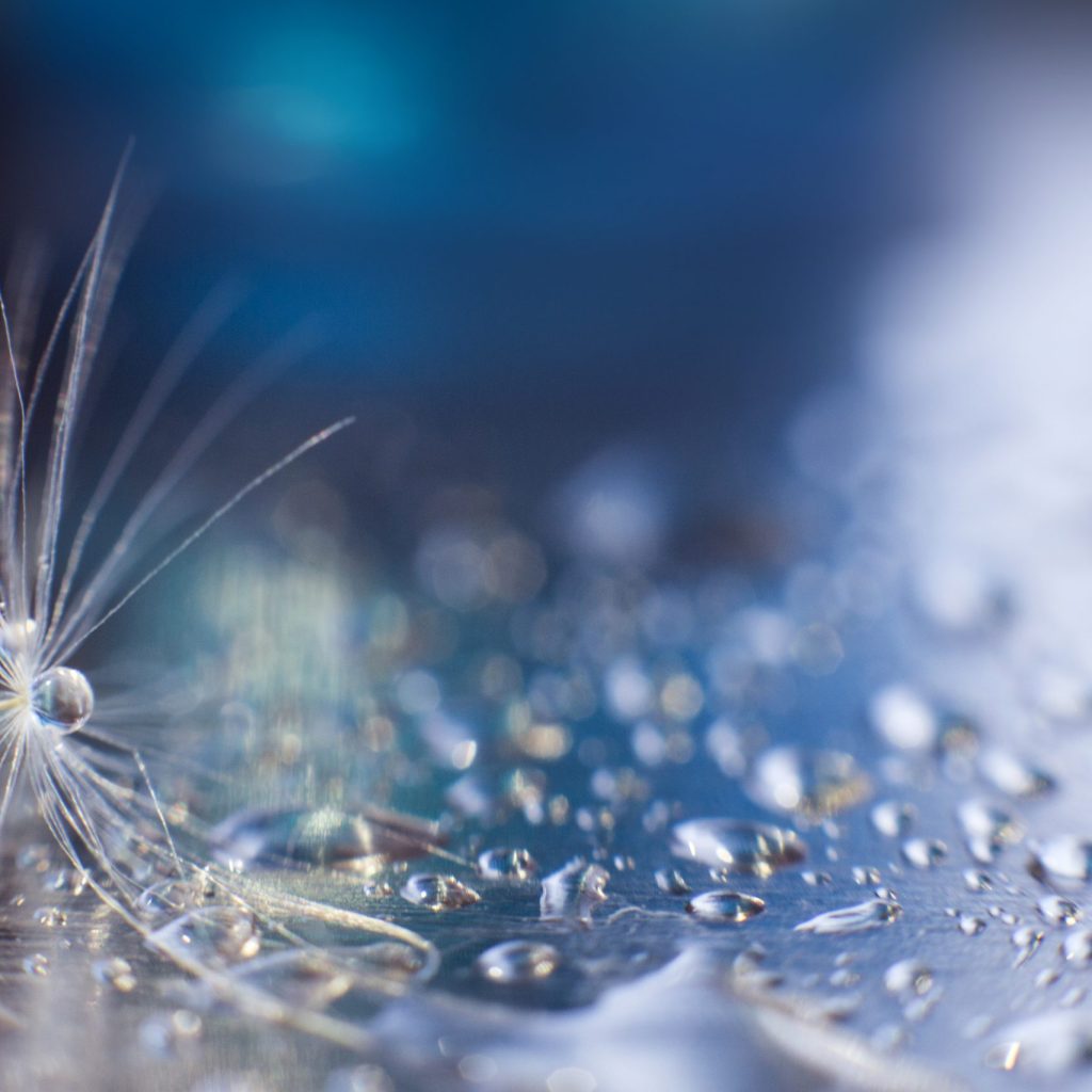 a drop of water on a dandelion.dandelion seed on a blue background with copy space close-up