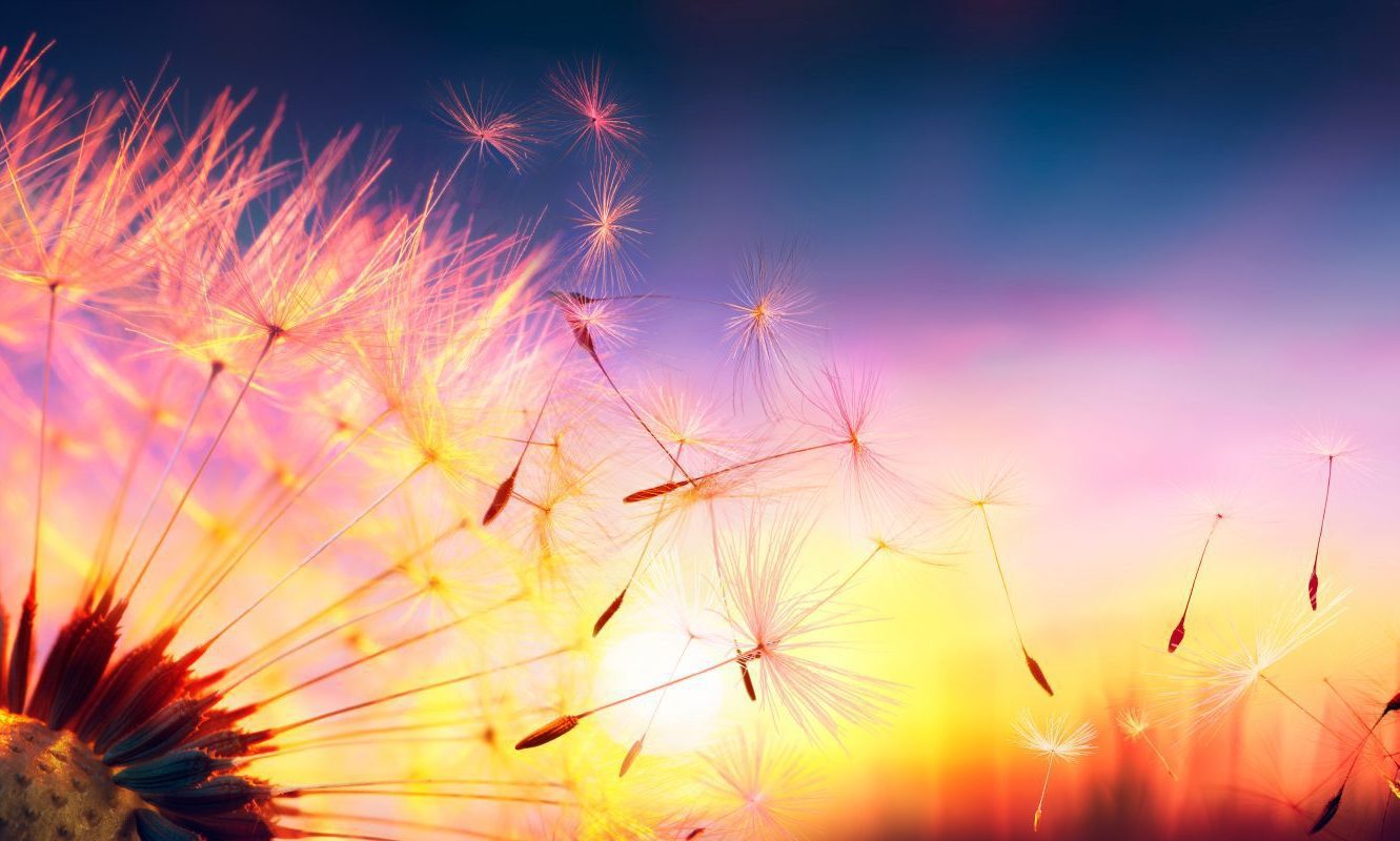 Defocused,Dandelion,With,Flying,Seeds,At,Sunset,-,Freedom,In