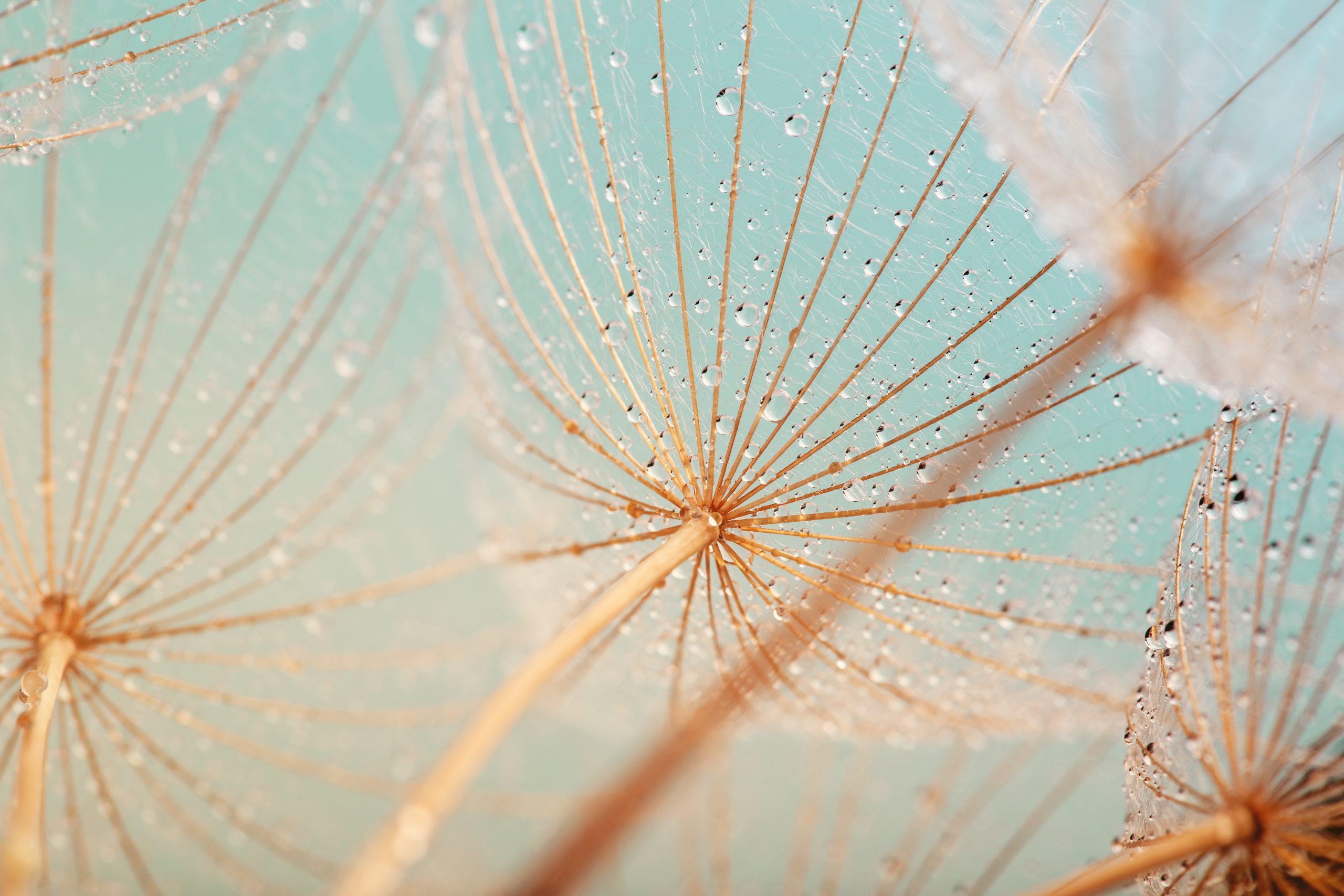 Dandelion,Flower,With,Water,Drops